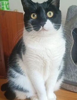 NUR, w., kastr., EHK, FIV+ - Sipplingen