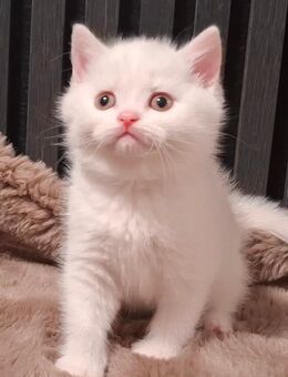 BKH Kitten in weiß mitte Dezember abzugeben !! - Stockach