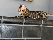 Bengal Kater Mix - Reutlingen