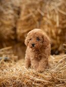 Toypudel Welpen Stammbaum in 87600