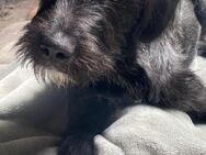 Gino sucht sein neues Zuhause - Enger (Widukindstadt)