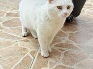 FIV positiver Eisbär San sucht sein Für- - Margetshöchheim