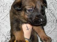 Tolle Deutsche Schäferhund X Herder Welpen suchen Bestplatz - Vilshofen (Donau)