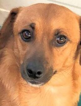 TIGRO - so ängstlich & liebebedürftig - Regensburg