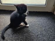 Katzenkinder suchen ein liebevolles neues Zuhause - Wildeshausen