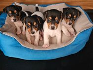 Reinrassige Jack Russell Welpen - Kirchberg (Hunsrück)