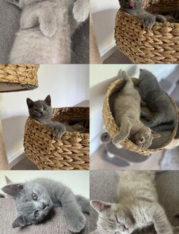 Nur noch 1 Bkh kitten sucht liebevolles Zuhause - Berlin