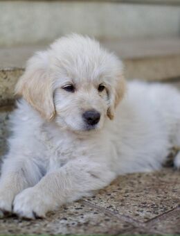 Golden Retriever Mixwelpen - Fehrbellin