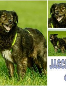 JASCHA -liebe, vorsichtige &ruhige Seele - Duisburg