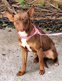 Piti ist ein kleiner Traum auf 4 Pfoten - Laatzen