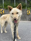 Hübscher Mokdan sucht ein Zuhause ♥ in 29574