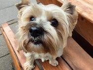 💞Molly 💞9-jährige Yorkshire Terrier - Kassel