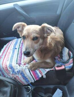 Kleine Lissy sucht liebevolles Zuhause - Seggebruch