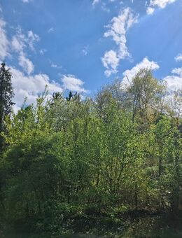 verwildetes Gartengrundstück in Stuttgart-Hedelfingen sucht neuen Familie - Oettingen (Bayern)