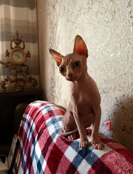 Sphynx Katzen Kind (weiblich) sucht ein neues Zuhause - Berlin Marzahn-Hellersdorf