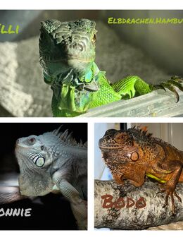 Suche Grünen Leguan (iguana iguana) Weibchen - Hamburg Wandsbek
