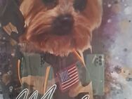 Yorkshireterrier Deckrüde klein - Rüdersdorf (Berlin)