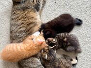Kitten-Mix 🐱 - Lohmar Zentrum