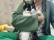 🐾 Oreo Charmeur sucht Kuschelplatz 🐾 - Eislingen (Fils)