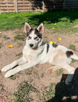 Husky mix Welpen - Prinzhöfte