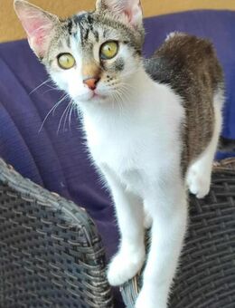 Putziger Charlie sucht sein Kuschelbett - Margetshöchheim