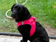 Hunde Welpe - Hennigsdorf