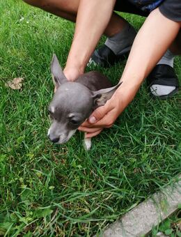 Hunde Welpen - Alt Tellin