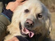Traumhund LEON 2 - Gefrees