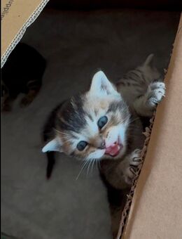 BKH Britisch-Kurzhaar Kitten in Gold und Gold-Tabby - Petersberg (Hessen)