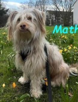 Mathis - anhänglich und aktiv 08/22 DE - Ruppertsecken