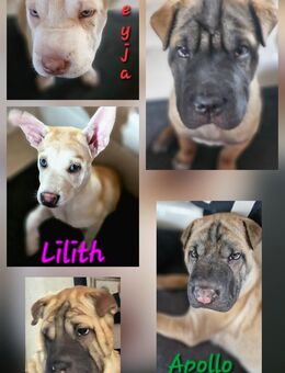 Shar-Pei-Husky-Mix Welpen - Bretzfeld