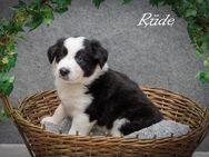 Border Collie Welpen