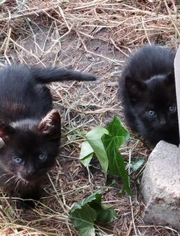 Schwarze Katzen und/oder Kater - Möckern (Sachsen-Anhalt)