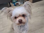 Chiwawa shitzu mix - Braunschweig