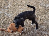 Lilly und ihre Welpen (ca 40 cm groß werdend, Endgröße )suchen ein Zuhause - Angern
