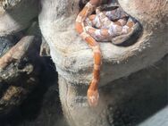 3 Kornnattern abzugeben mit Terrarium - Uchte