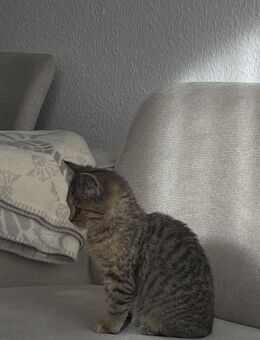 Baby Katze - Gelsenkirchen