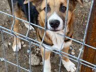 🐕Fröhlicher Welpenjunge Harry🐾 - Eislingen (Fils)