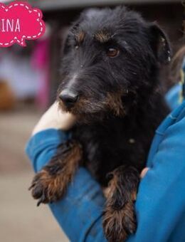 Dina eine richtige Kuschelmaus - Flörsheim-Dalsheim