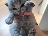 Reinrassige bkh Kitten - Büren