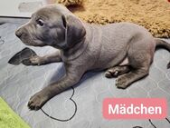7 sehr süße Weimaraner Labrador Welpen - Rahden