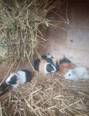 Bunte Meerschweinchen Böcke abzugeben in 09623