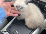 kleine Britisch Kurzhaar Katze - Braunschweig Zentrum