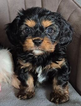 Hundewelpen - Hummelshain