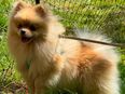 Pomeranian / mini Zwergspitz reinrassig in 5033