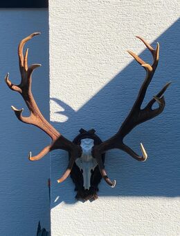 Rothirschgeweih, kapital - Nidda