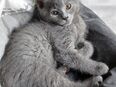 -Kewpie- Grau Mix Kitten | Junge in 30453