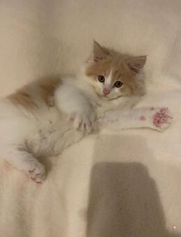 Süße MaineCoon Mix Kätzchen - Berlin Marzahn-Hellersdorf