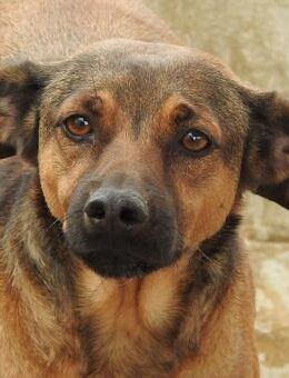 CHINITO - Kleines Herz auf 4 Pfoten - Karben