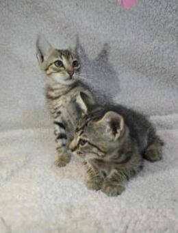 🐾 Marie & Vic - Meuselwitz